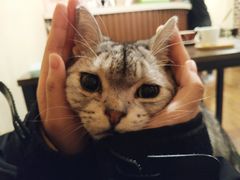 -猫友咖啡店(玉林西路店)
