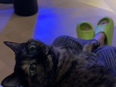 -北京派仕佳德动物医院·超导核磁·CT·神经科·骨科·内外科·急重症管理中心