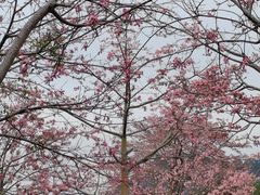 -风云岭森林公园
