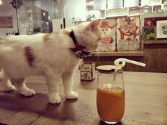 -共舞时光猫咖·狗咖(新街口店)