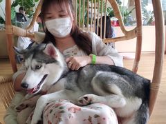 -Husky Go! 哈士奇体验馆·宠物咖啡厅狗咖