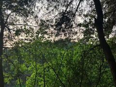 -铁山坪森林公园