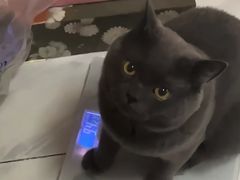 -瑞派福兴宠物医院犬猫全科·骨科·中西医结合(河东店)