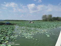 -滕州微山湖红荷湿地景区