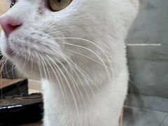 -Heymao猫咖.咖啡厅(东门店)