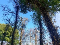 -野蔓果·山野菜(西湖景区·龙井茶田店)