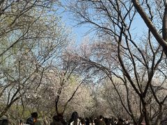 -桃花堤公园