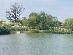 -上海长兴岛郊野公园