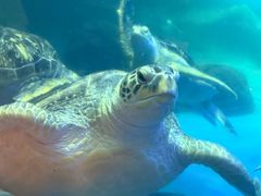-海合安成都极地海洋公园