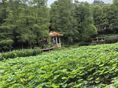 -深圳仙湖植物园