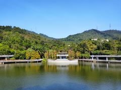 -银湖山郊野公园-相思林