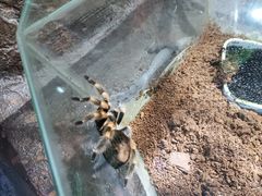 -上海大自然野生昆虫馆(东方明珠·爬宠昆虫探索中心)