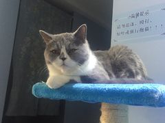 -喵的天空名猫咖啡馆·撸猫·猫舍·用品
