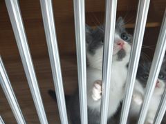 -柚子猫舍·精品猫舍购猫·猫咪认养·购宠·宠物店