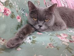 -我爱猫咪·猫咖·狗咖·安哥拉兔·羊驼咖(小寨华旗店)