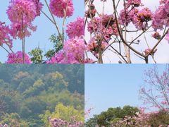 -南丹山森林王国