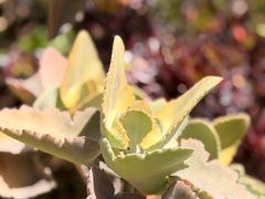 -墨尔本皇家植物园