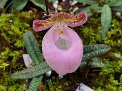 -国家植物园南园