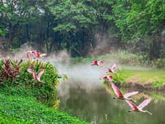 -广州长隆飞鸟乐园
