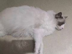 -藏猫猫咖啡主题馆(中央大道店)