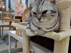 -共舞时光猫咖·狗咖(新街口店)
