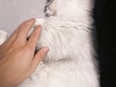 -浣熊柯尔鸭土拨鼠·电玩咖