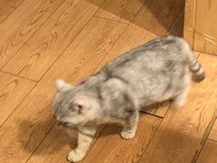 -猫色咖啡·猫咖