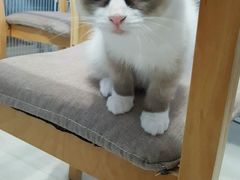 -喵的天空名猫咖啡馆·撸猫·猫舍·用品