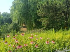 -北京西山国家森林公园