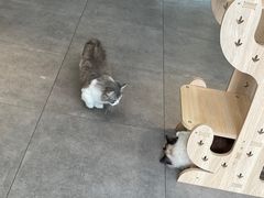 -飞行喵MR PILOT|猫舍·猫咖(静安大融城店)