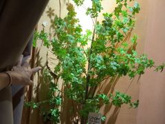 -泰·菩提树下[泰式按摩x精油SPAx肩颈头疗](新景店)