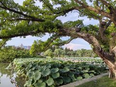 -江心屿景区