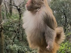 -黔灵山公园-南门售票处