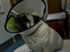 -爱侣宠医·鹦鹉专科·小型哺乳类·异宠专科(灵石路店)