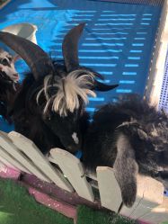 -萌宠亲子动物乐园(槐房万达店)