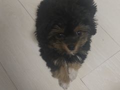-子乐宠物医院
