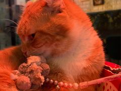 -平行世界·猫咖(首经贸店)