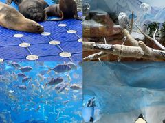 -海合安成都极地海洋公园