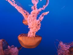 -太平洋海底世界