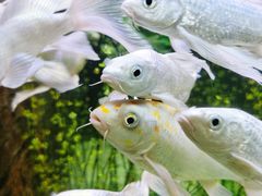 -洛阳龙门海洋馆