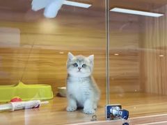-猫十亿·布偶金渐层·曼基康矮脚猫舍(青年路店)