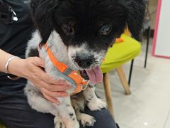 -北京观赏动物医院·24小时大型综合·猫专科·异宠专科
