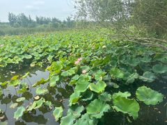 -泗洪洪泽湖湿地景区