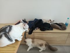 -有喵·猫咖·狗咖·30几只猫10只小狗(岗厦店)