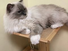 -猫和宫(六道口店)