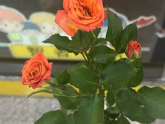 -轻蔬不用等·素食(江苏路店)