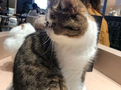 -瞄一喵猫咖(格力海岸店)