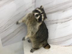 -浣熊柯尔鸭土拨鼠·电玩咖