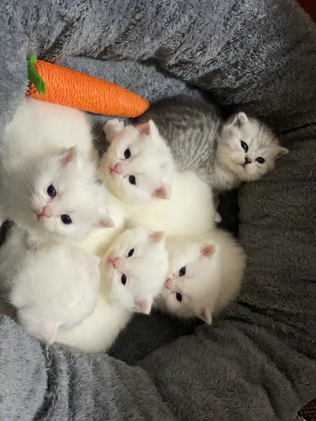 这也太可爱了吧,想把脸埋进猫子们中间🥰
羡慕🥰#小奶猫#猫猫幼