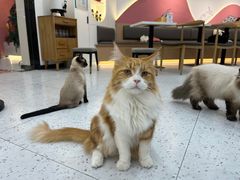 -喵园·猫主题咖啡厅·撸猫·猫咖(国贸店)